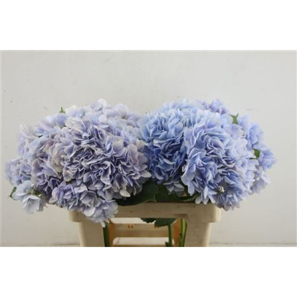 Hydr. M Dream Bleu 60-19 60 cm A1