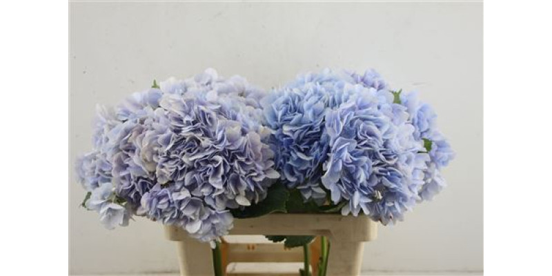 Hydr. M Dream Bleu 60-19 60 cm A1