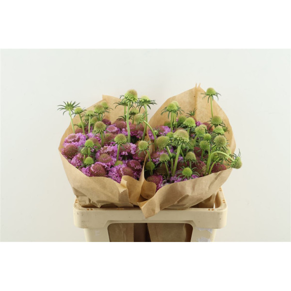 Scab Scoop Aube 55 cm 