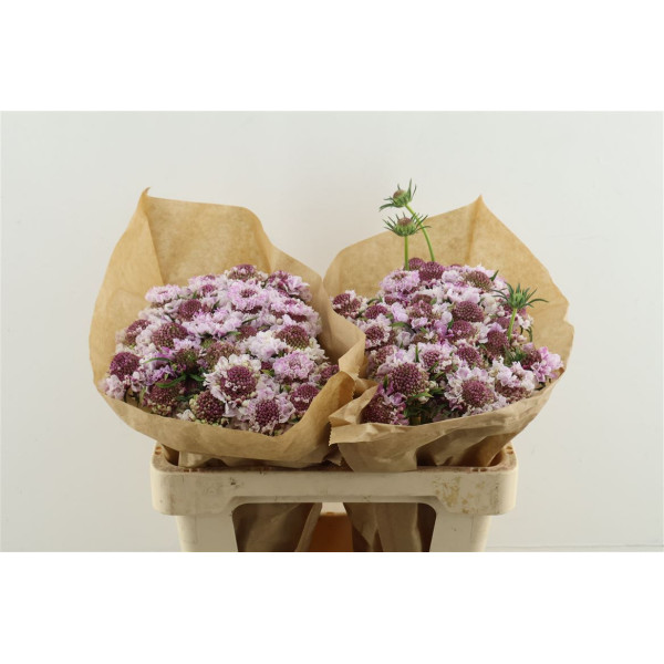 Scab Scoop Sweetness 55 cm 