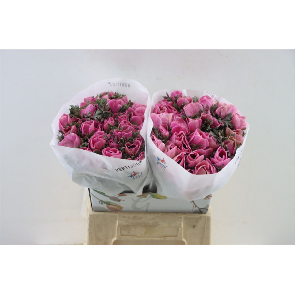 Anemones Marianne Powder Fuchsia 40cm 