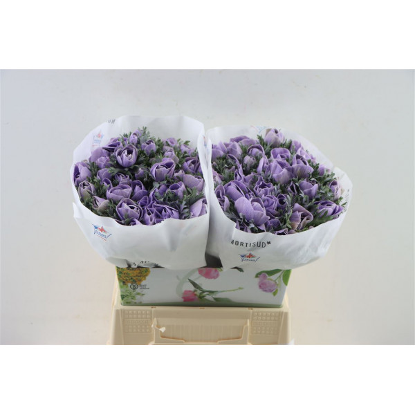 Anemones Marianne Powder Lavander 40cm 