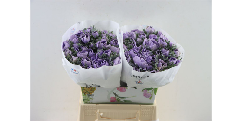 Anemones Marianne Powder Lavander 40cm 