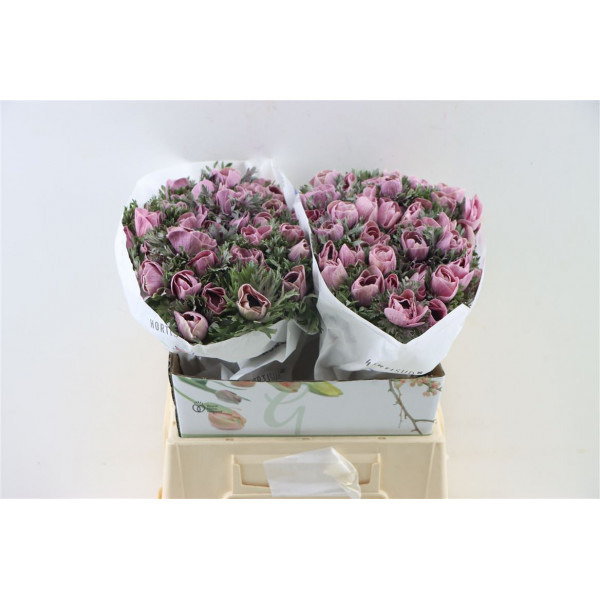 Anemones Marianne Powder Lie De Vin 40cm 