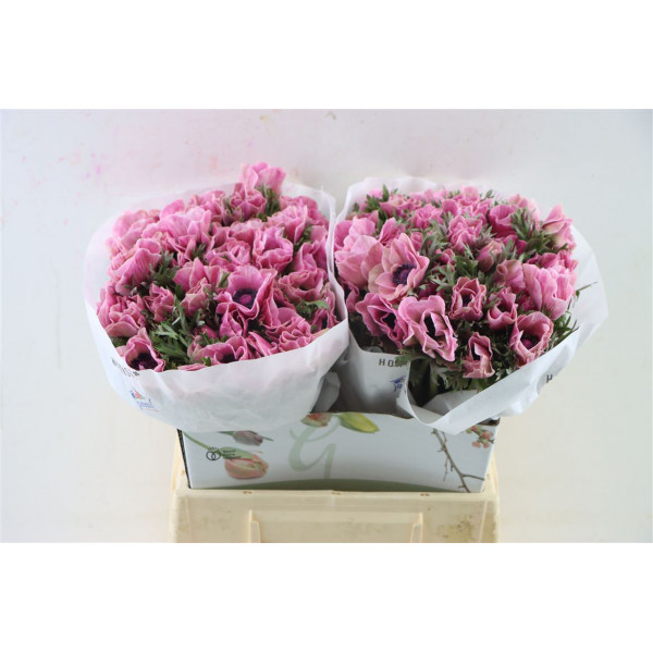 Anemones Marianne Powder Pink 40cm 