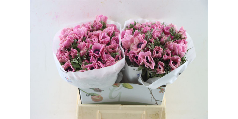 Anemones Marianne Powder Pink 40cm 