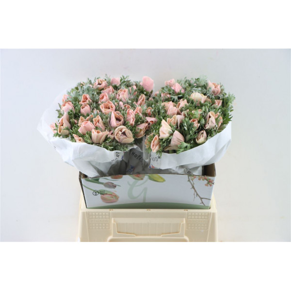 Anemones Marianne Powder Salmon 40cm 