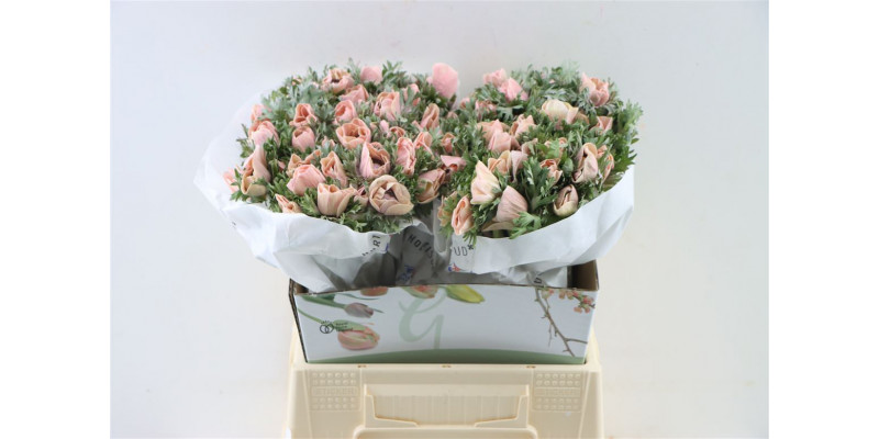 Anemones Marianne Powder Salmon 40cm 