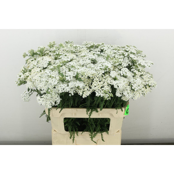 Achil M White Beauty 75 cm A1