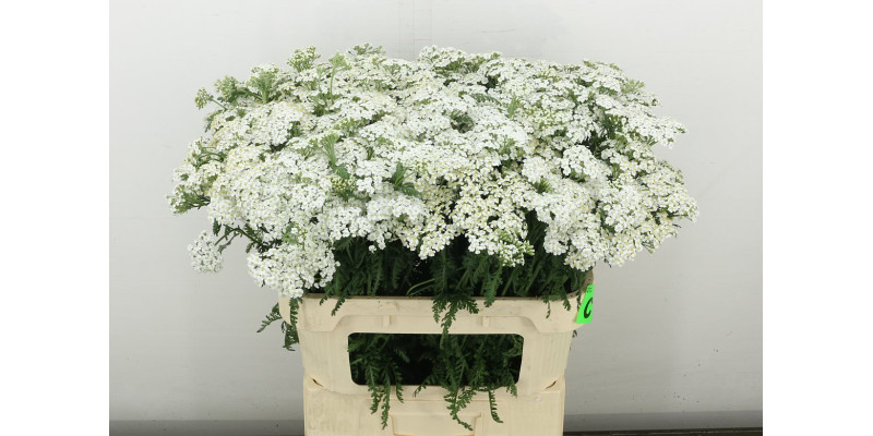 Achil M White Beauty 75 cm A1