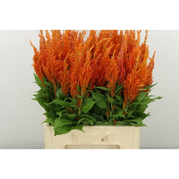 Celosia P Apricot Brandy 65cm A1