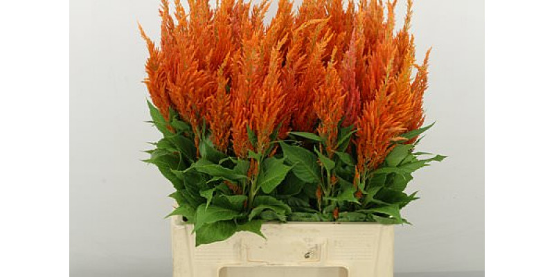 Celosia P Apricot Brandy 65cm A1