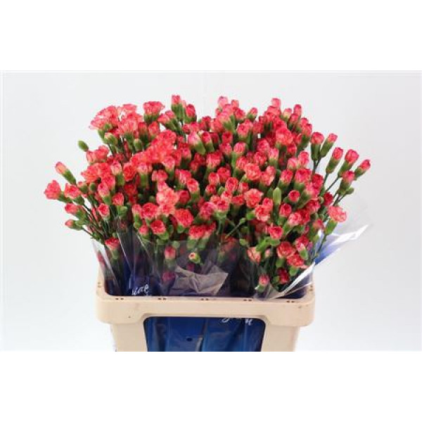 Dianthus Tr Lina Select Hi 65cm A1 Col-Orange