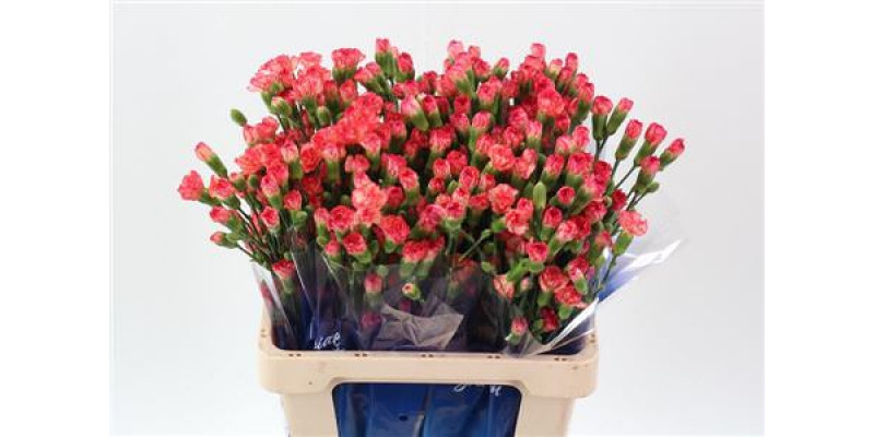 Dianthus Tr Lina Select Hi 65cm A1 Col-Orange