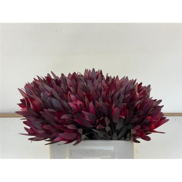 Leucadendron Safari Sunset 40cm EX Col-Red