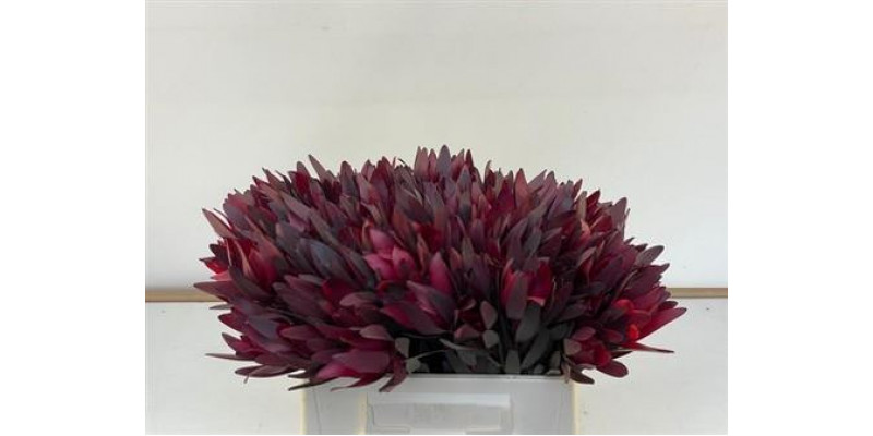 Leucadendron Safari Sunset 40cm EX Col-Red