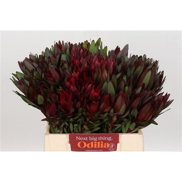 Leucadendron Saf Sunset Dark R. 40cm A1