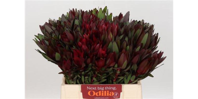 Leucadendron Saf Sunset Dark R. 40cm A1