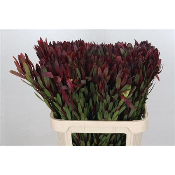 Leucadendron Saf Sunset Dark R. 80cm A1