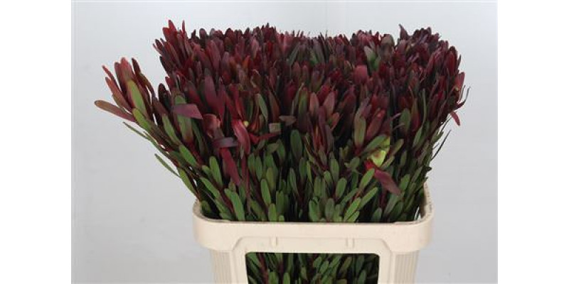 Leucadendron Saf Sunset Dark R. 80cm A1