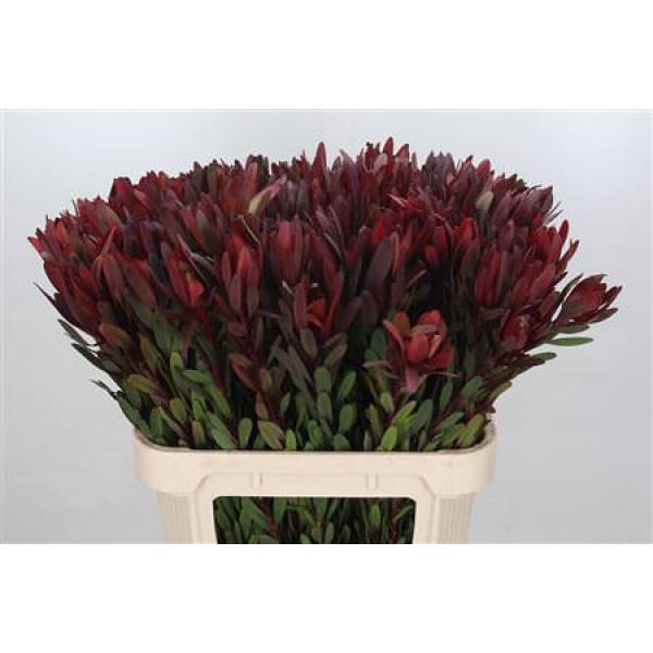 Leucadendron Saf Sunset Dark R. 80cm A1