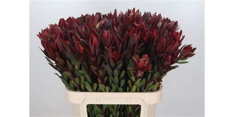 Leucadendron Saf Sunset Dark R. 80cm A1