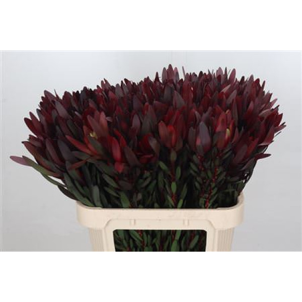 Leucadendron Saf Sunset Dark R. 80cm A1