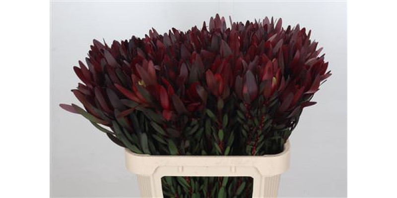 Leucadendron Saf Sunset Dark R. 80cm A1