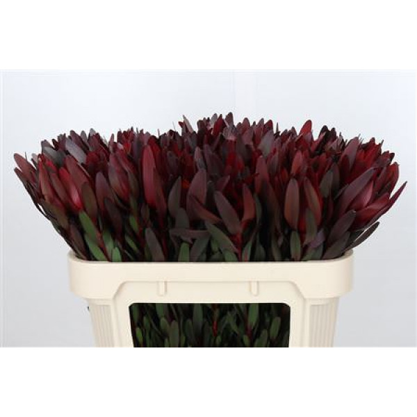 Leucadendron Saf Sunset Dark R. 70cm A1