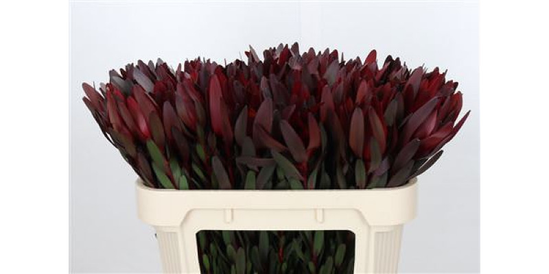 Leucadendron Saf Sunset Dark R. 70cm A1