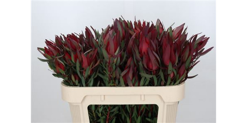 Leucadendron Saf Sunset Dark R.spray 70cm A1