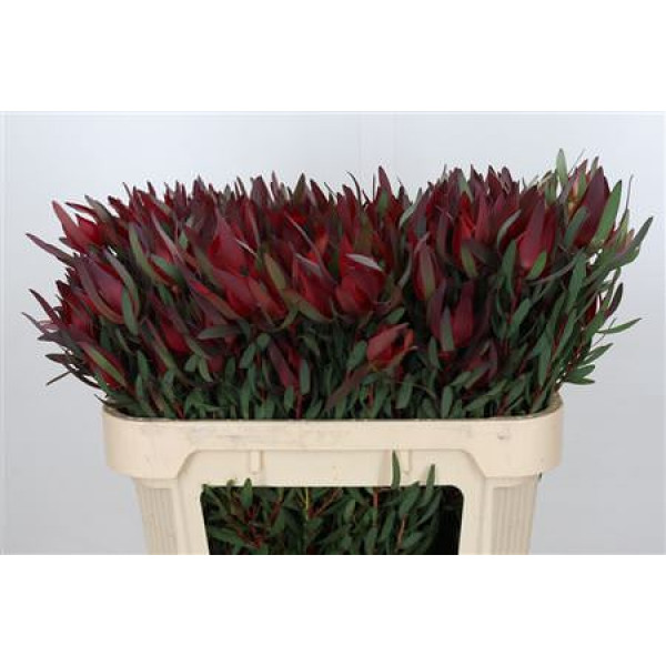 Leucadendron Saf Sunset Dark R.spray 70cm A1