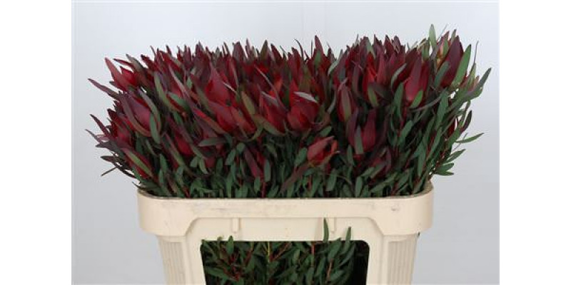 Leucadendron Saf Sunset Dark R.spray 70cm A1