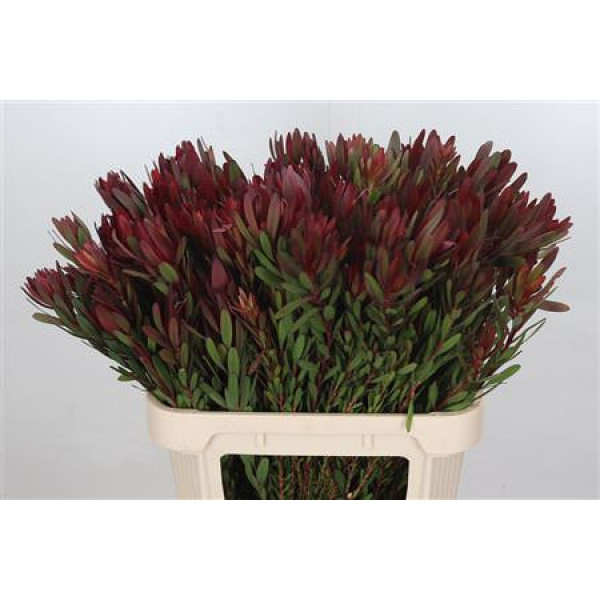 Leucadendron Saf Sunset Dark R.spray 80cm A1