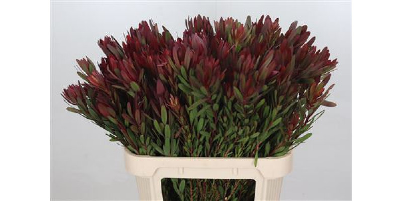 Leucadendron Saf Sunset Dark R.spray 80cm A1