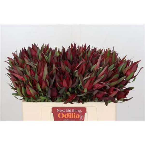 Leucadendron Saf Sunset Dark R.spray 50cm A1