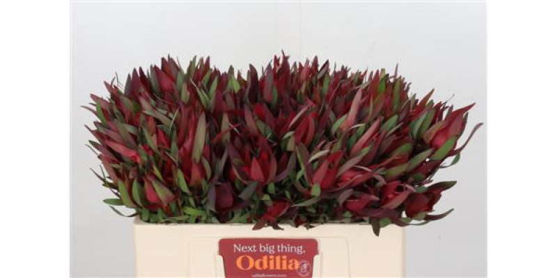 Leucadendron Saf Sunset Dark R.spray 50cm A1