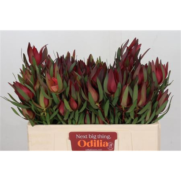 Leucadendron Saf Sunset Dark R.spray 50cm A1