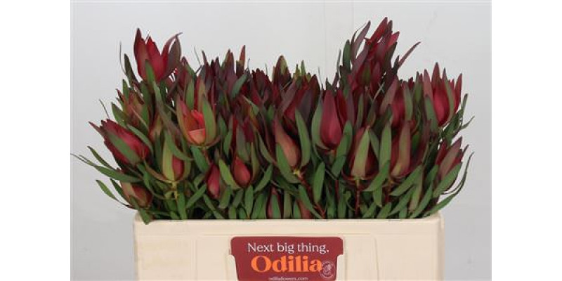 Leucadendron Saf Sunset Dark R.spray 50cm A1