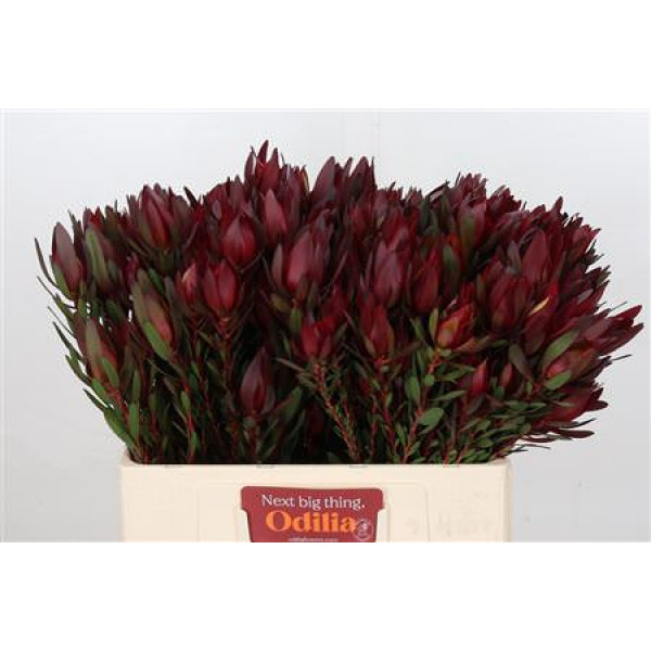 Leucadendron Saf Sunset Dark R.spray 60cm A1