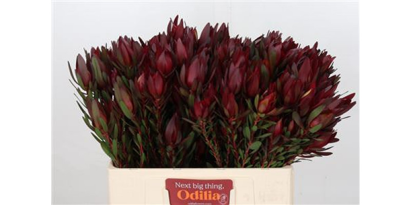 Leucadendron Saf Sunset Dark R.spray 60cm A1