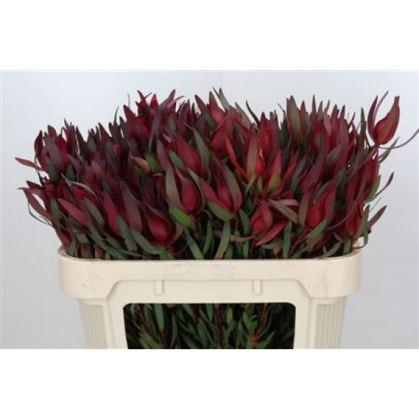 Leucadendron Saf Sunset Dark R.spray 70cm A1