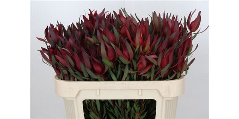 Leucadendron Saf Sunset Dark R.spray 70cm A1