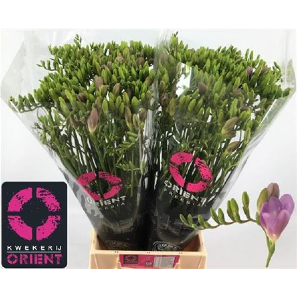 Freesias En Pale Blue 50cm EX Col-Milka