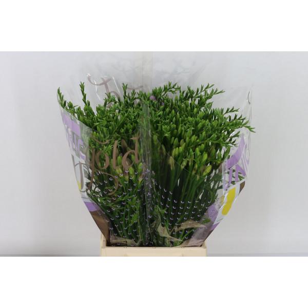 Freesias En Blue Moon 50 A1Milka