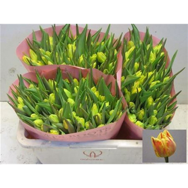 Tulips Du Monsella 35cm A1 Col-Yellow