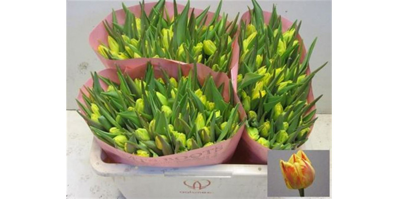 Tulips Du Monsella 35cm A1 Col-Yellow