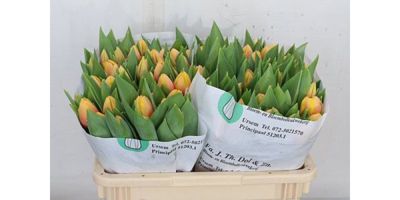 Tulips En Marit 40cm A1 Col-Peach