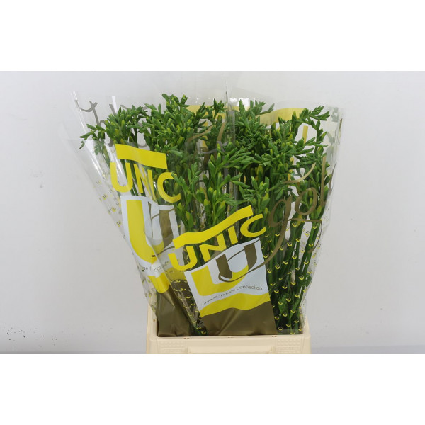 Freesias En Yellow 48cm 1E Col-Yellow