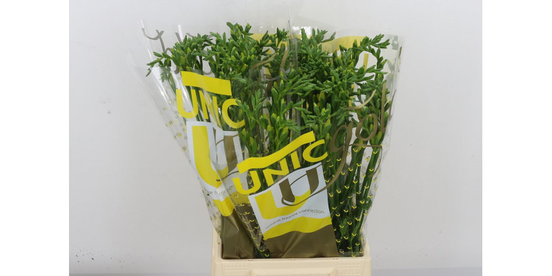 Freesias En Yellow 48cm 1E Col-Yellow